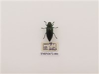 藏品(梭德氏姬圓吉丁蟲)的圖片